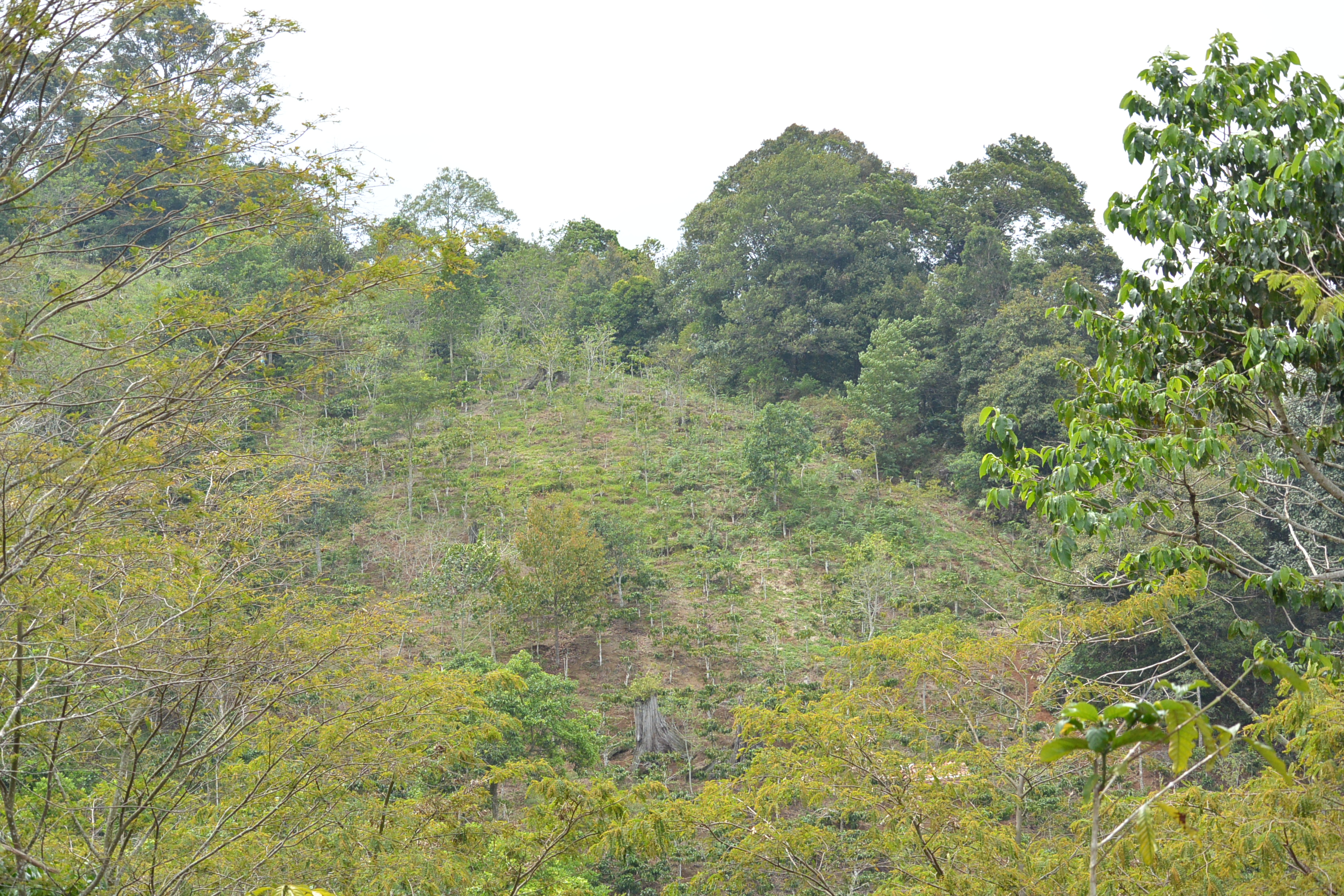 21 Kelompok HKm yang mendapat izin mengelola Hutan Lindung Bukit Rigis. Foto KpSHK